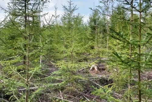 Röjning