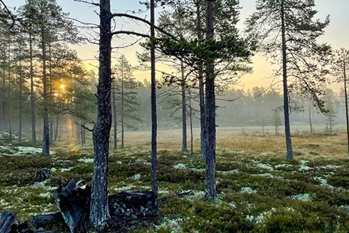 Skogex skogsförvaltning