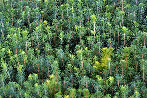 Skogex plantering